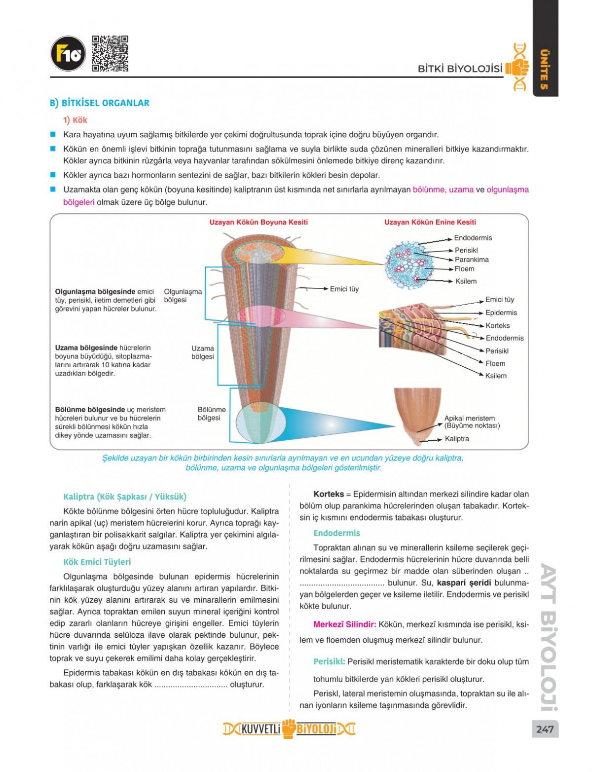 Dilek Hocayla 50 Günde AYT Biyoloji Video Ders Kitabı F10 Yayınları Dilek Hocayla 50 Günde AYT Biyoloji Video Ders Kitabı F10 Yayınları
