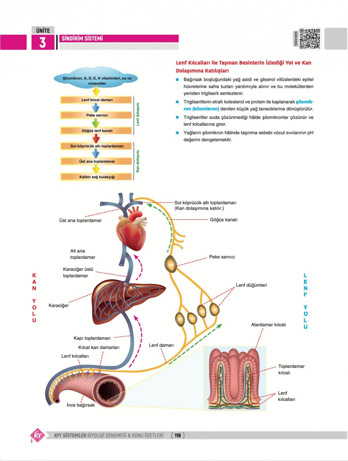 Dilek Kuvvet Kuvvetli Biyoloji AYT Biyoloji Sistemler 40 Deneme Konu Özetleri KR Akademi Yayınları