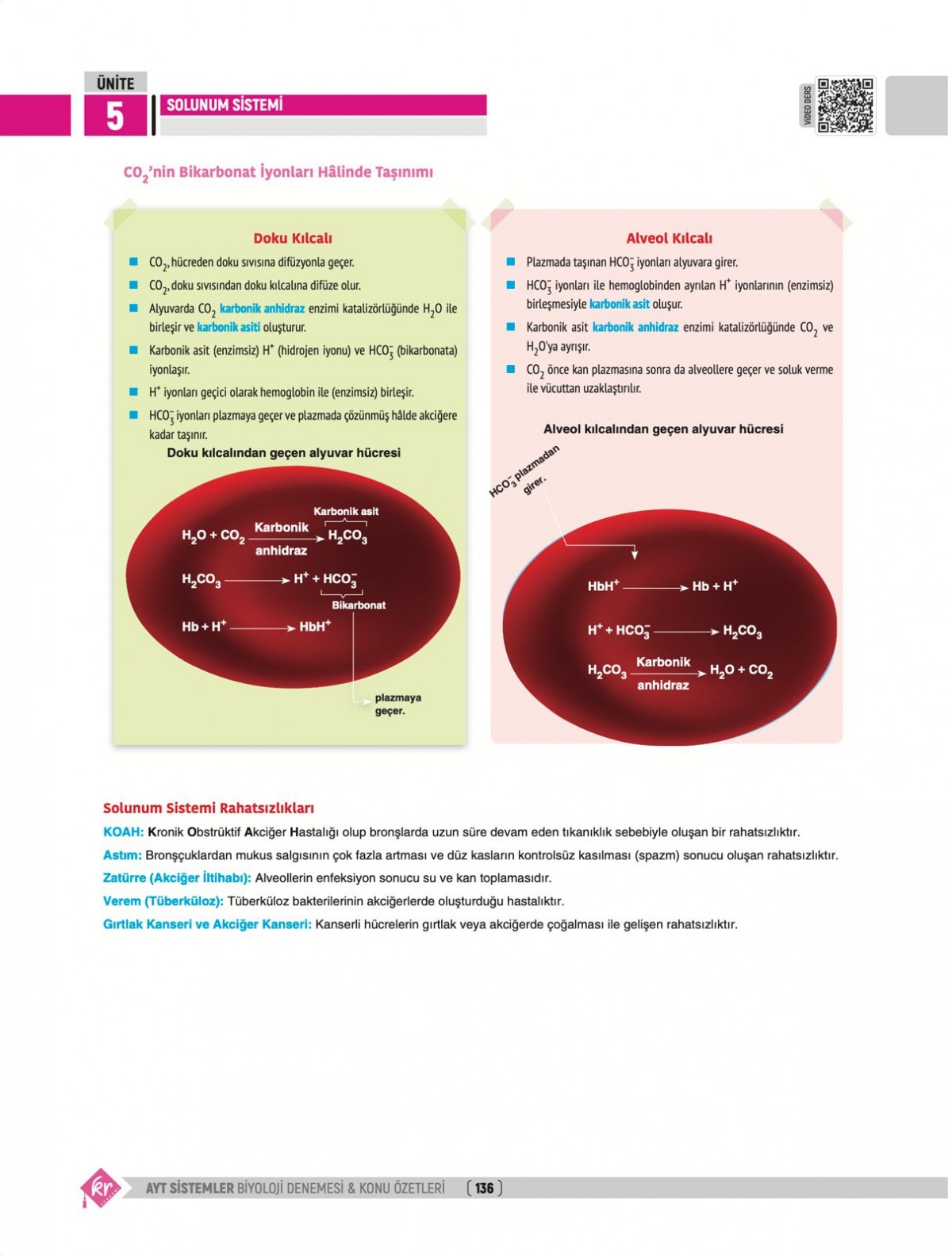 Dilek Kuvvet Kuvvetli Biyoloji AYT Biyoloji Sistemler 40 Deneme Konu Özetleri KR Akademi Yayınları