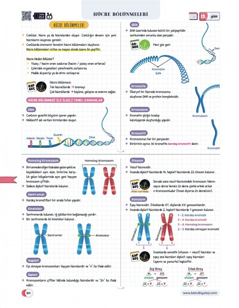 Betül Biyoloji Konu Anlatımı 28 Günde TYT Biyoloji Video Kamp Kitabı