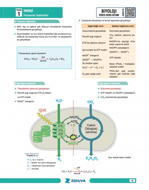 Biosem 10. Sınıf Maarif Modeli Biyoloji Notları Zeduva Yayınları