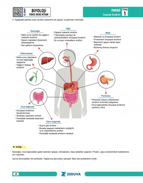 Biosem 10. Sınıf Maarif Modeli Biyoloji Notları Zeduva Yayınları
