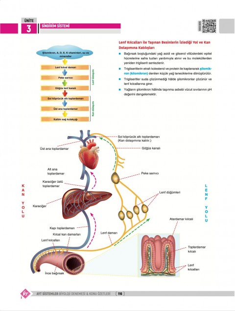 Dilek Kuvvet Kuvvetli Biyoloji AYT Biyoloji Sistemler 40 Deneme Konu Özetleri KR Akademi Yayınları
