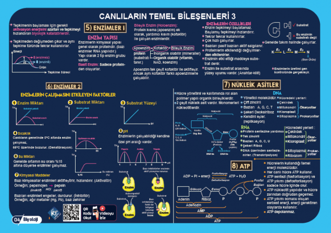 TYT Biyoloji Poster Notlar KR Akademi Yayınları
