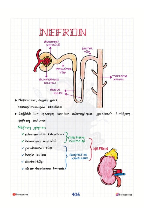 Yağmur Hoca ile AYT Biyosentez Sistemler Not Defteri Tamamı El Yazılı KR Akademi