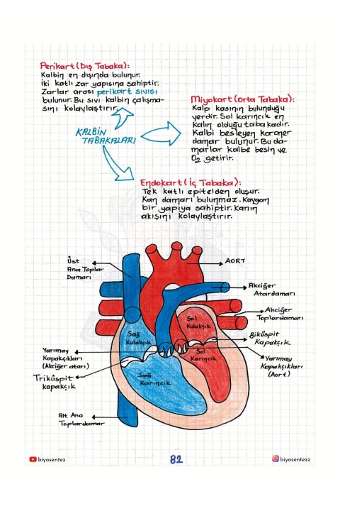 Yağmur Hoca ile AYT Biyosentez Sistemler Not Defteri Tamamı El Yazılı KR Akademi