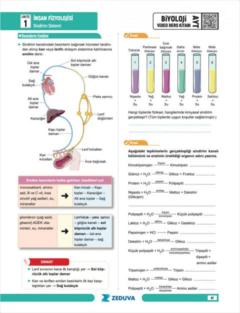 Zeduva Yayınları Biosem AYT Biyoloji 1 Kitap 3 Kamp Video Ders Kitabı