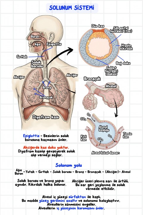 Zeduva Yayınları Biosem Biyoloji Görsellerle Biyoloji Özeti Cep Kitabı