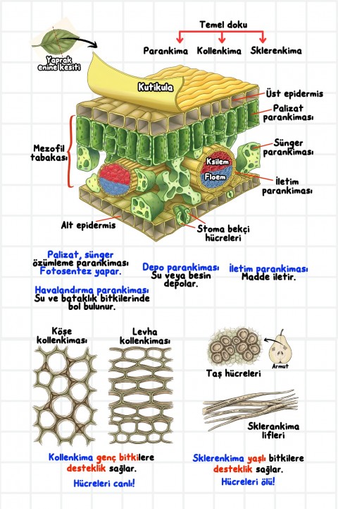 Zeduva Yayınları Biosem Biyoloji Görsellerle Biyoloji Özeti Cep Kitabı