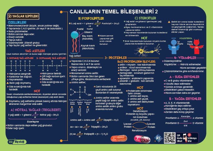 TYT Biyoloji Poster Notlar KR Akademi Yayınları