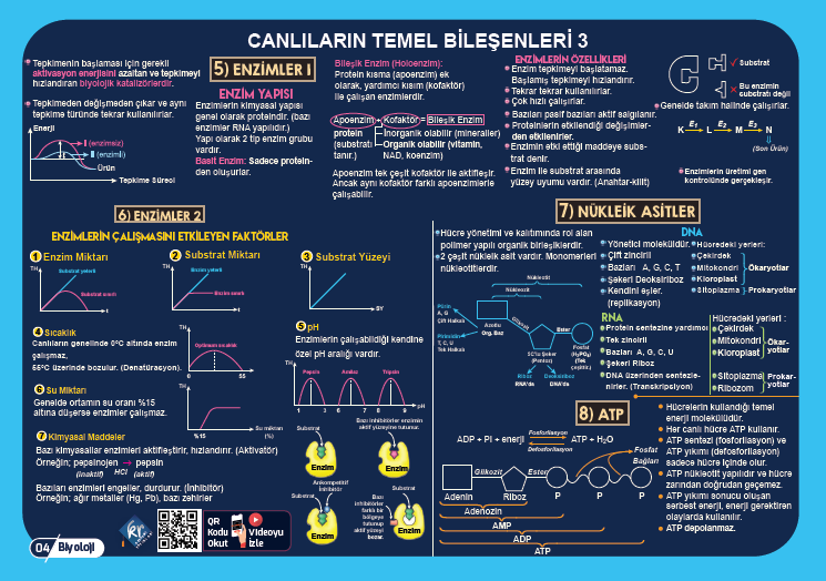TYT Biyoloji Poster Notlar KR Akademi Yayınları