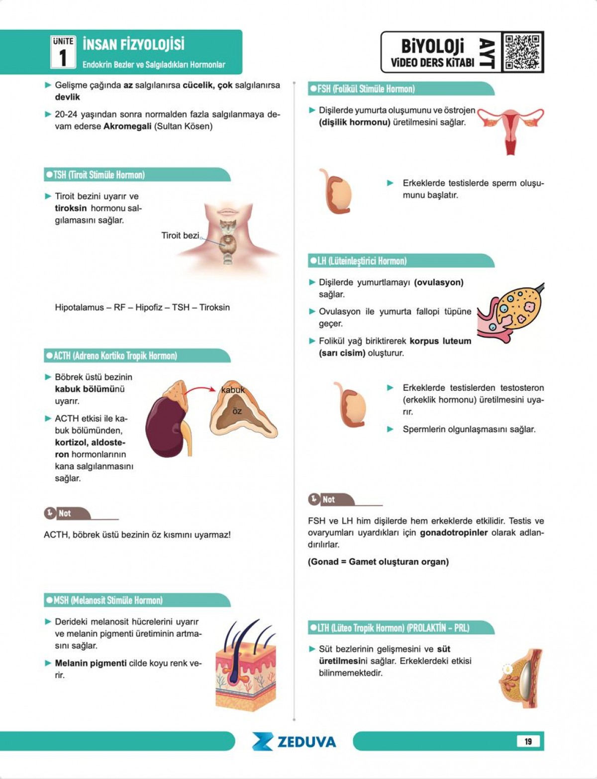 Zeduva Yayınları Biosem AYT Biyoloji 1 Kitap 3 Kamp Video Ders Kitabı