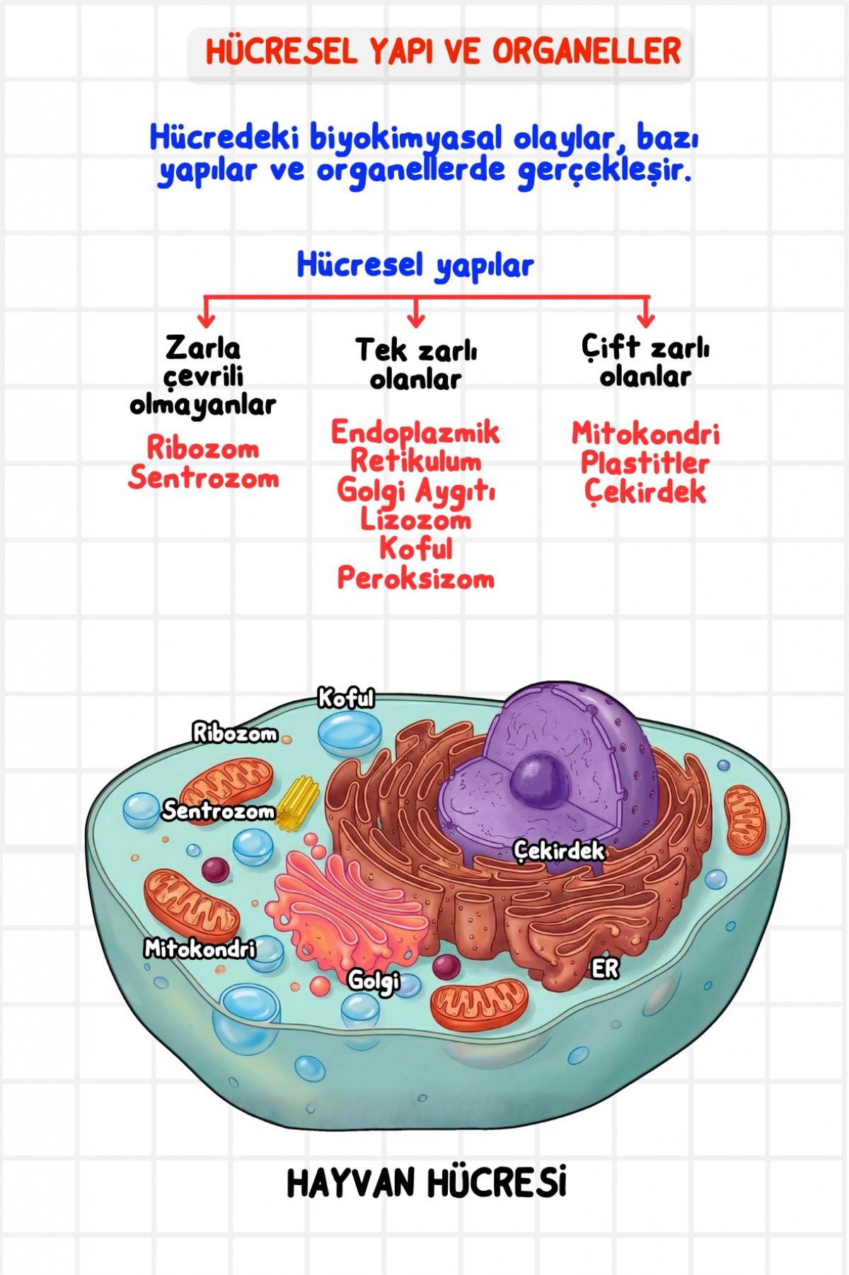 Zeduva Yayınları Biosem Biyoloji Görsellerle Biyoloji Özeti Cep Kitabı