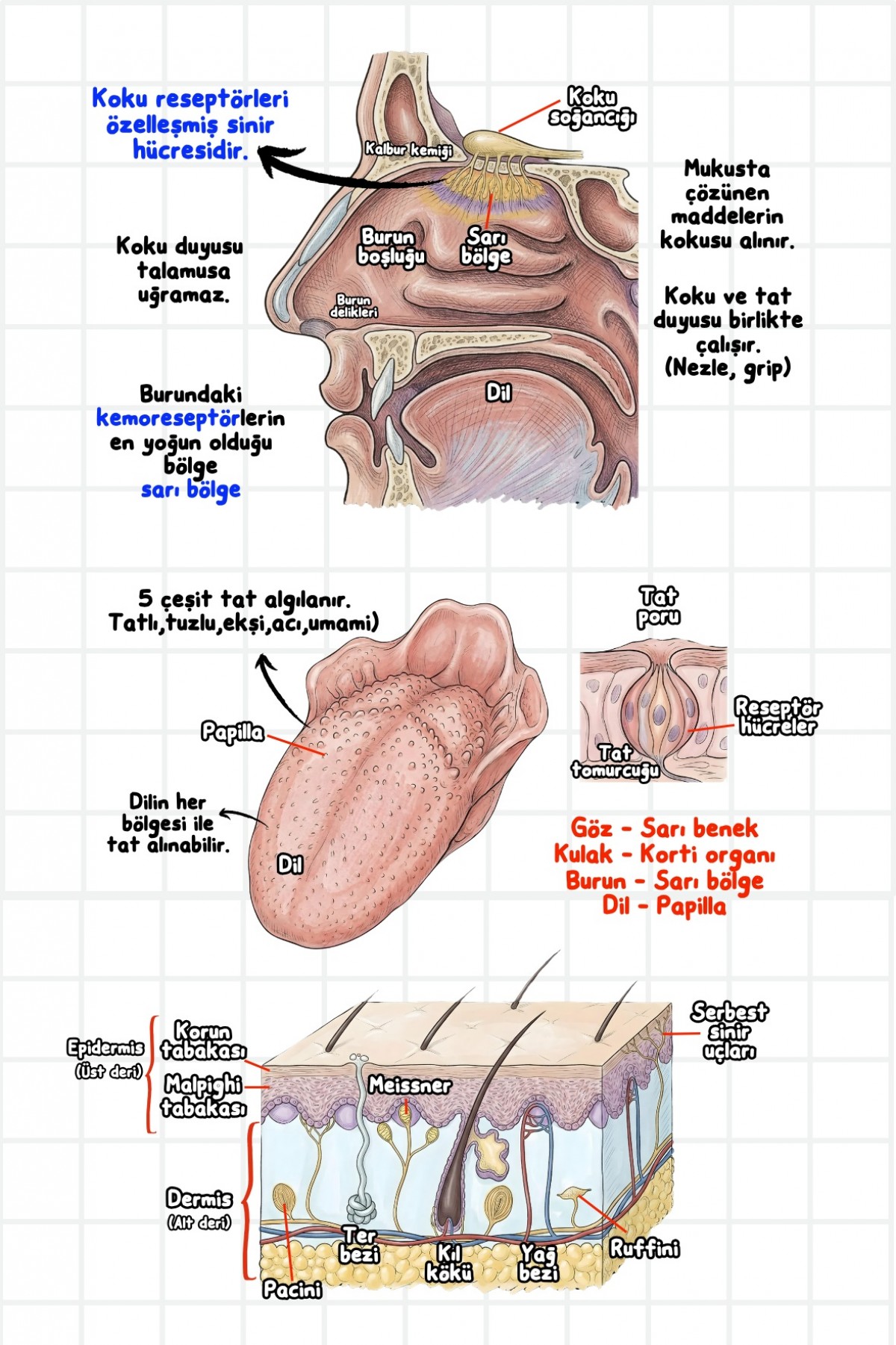 Zeduva Yayınları Biosem Biyoloji Görsellerle Biyoloji Özeti Cep Kitabı