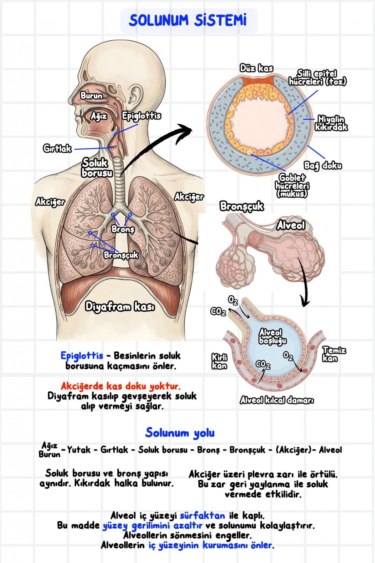 Zeduva Yayınları Biosem Biyoloji Görsellerle Biyoloji Özeti Cep Kitabı